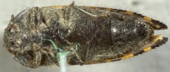 Media type: image;   Entomology 2720 Aspect: habitus ventral view